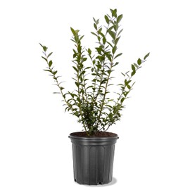 American Plant Exchange Blueberry Bush, Austin Rabbit Eye, 5 Gallon Pot, 1-2ft Tall, Large Outdoor Landscape Garden Shrub, Live Fruiting Plant, Fast Growing