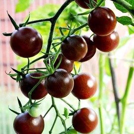 Black Cherry Tomato Solanum Lycopersicum Garden Seeds for Planting 50+ Seeds