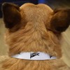 Small 'German Shepherd Sitting' Dog Collar (PR00061421)