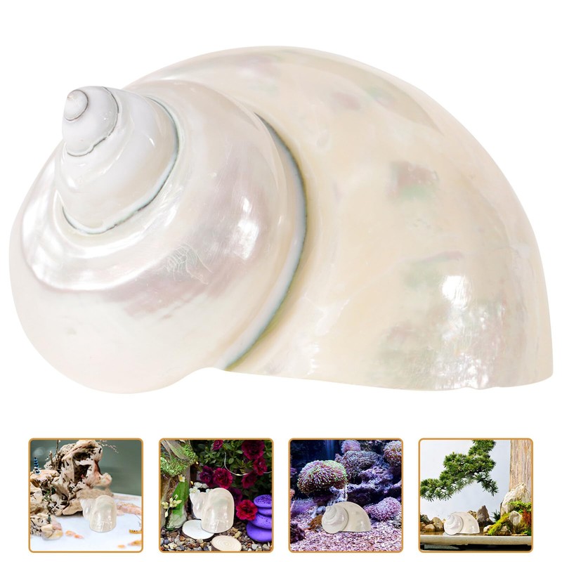 Toddmomy Hermit Crab Shells - 9cm Iridescent Turbo Seashells Pearl