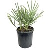Wekiva Foliage Silver Saw Palmetto - Live Starter Plant in
