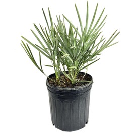 Wekiva Foliage Silver Saw Palmetto - Live Starter Plant in a 2 Inch Pot - Serenoa Repens 'Silver' - Native Ornamental Palms from Florida