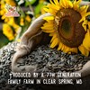Ernst Grain & Livestock Black Oil Sunflower Seeds - Birdseed