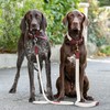 HUGO & HUDSON Luxury Dog Lead Round Rope & Leather