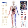 Human Body Model Toy, Full Body Transparent, Human Blood Vessel