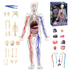 Human Body Model Toy, Full Body Transparent, Human Blood Vessel Model, 12.6 inches (32 cm), Includes Removable Parts, Human Anatomy Model, Skeleton and Vessel Learning Kit, 3D Anatomy Model