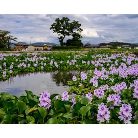 Floating Flowering Plant – Live Aquatic Plants for Ponds & Aquariums (1 Common Water Hyacinth (Eichhornia crassipes), 1, Count)