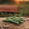 Provider Bush Snap/Green Bean - 50 Seeds - Heirloom &