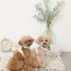 Monchéri (PU Leather Tape Harness + Lead Set) Dog Harness,