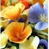 ESCHSCHOLZIA californica (California Poppy, Formula Mix) Flower Seeds, Long-Lasting Blooms,