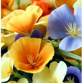 ESCHSCHOLZIA californica (California Poppy, Formula Mix) Flower Seeds, Long-Lasting Blooms, Attractive Appearance, Seeds by MySeeds.Co, You Choose The Amount (1/4 LB)