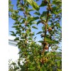 Tree 2 Live Rooted Red Black Mulberry Tree 10-14"Organic Fruit