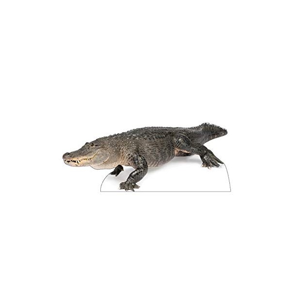Advanced Graphics American Alligator Life Size Cardboard Cutout Standup