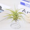 40 Pack Air Plant Stand Holder Tillandsia Airplant Container with