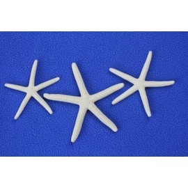 Vintage Beach Wedding Natural Starfish Decor DIY Crafts, No-Smell, 2" to 3" - SS-72-50 Items