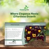 Outsidepride Bambini Mix Viola Pansy Seeds for Planting - 1000