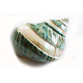 FSG - X-Large Polished Banded Jade Turbo (3 1/2"- 4") 1 3/4" Opening Beach Crafts Nautical Decor Large Hermit Crabs - Florida Shells and Gifts