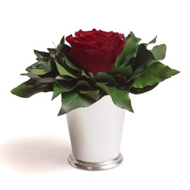 ROSEMARIE SCHULZ Heidelberg Infinity Rose in Silver-Coloured Cup, 1 Eternal Rose Preserved Bouquet, Rose Box, Flower Box Long Lasting (Burgundy, 1 Rose)