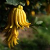 Bergamot silk Dried bergamot Bergamot silk Dried bergamot(1.76oz)50g