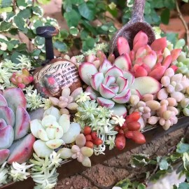 100pcs Mixed Rare Mini Succulent Seeds, Mult-Color Indoor/Outdoor Plant