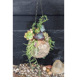Super Moss (29347) Blond Sphagnum Kokedama Planter, 4"