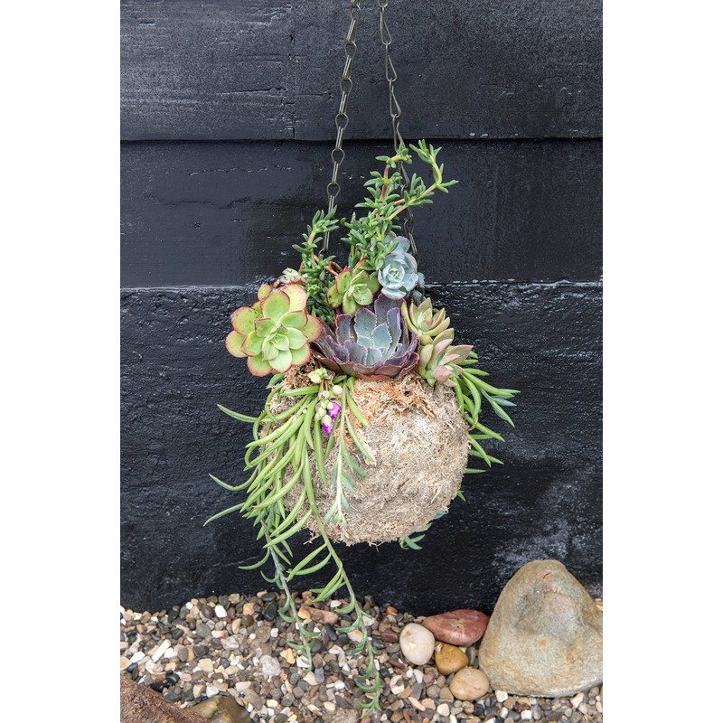 Super Moss (29347) Blond Sphagnum Kokedama Planter, 4"