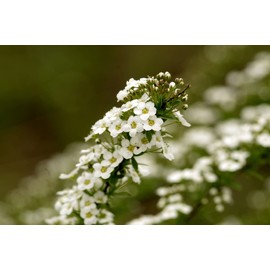 Set of 50 Alyssum - Carpet of Snow Annual Flower Seed Packets - Bulk Flower Seeds - Perfect for Creating Your Dream Garden! - Includes 50 Packets of Alyssum - Carpet of Snow