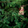 RAZ Imports 2021 Best in Show Dog Ornaments, 3.75 Inches,