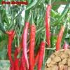 Treevale Kung Pao Pepper SEEDS | Red Chili Pepper, Guajillo Pepper SEEDS | NON-GMO - 25 Seeds