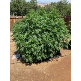 Greenhorn amendments auto cannasoil #1 on the market 5 gallons all organic all you need is water