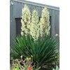 Big Bold Drought Tolerant Yucca