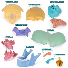 ArtCreativity Anatomical Skull Puzzle - Human Skull Model Puzzle with 17 Pieces - 10 Educational Cards with Instructions - Kids Anatomy Toys Ages 8 and Up - Anatomy Study Tools for Science Class