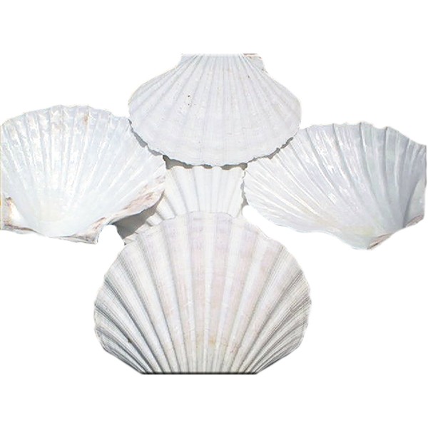 Set of 24 X-Large White Baking Scallop (4"-4.5" / 102-114