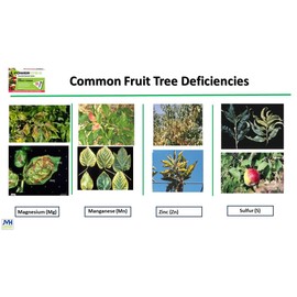 Power Spike for Fruit Trees. Essential Nutrient Spike formulated to Feed All Types of Fruit Trees (Apple, Peach, Orange, Lemon, Lime, etc.) and Address Common Deficiencies (10 Spikes - 3.2 Lbs)