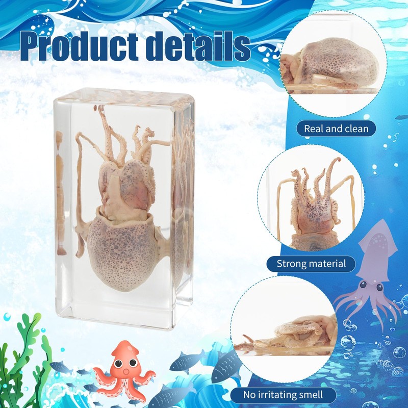 Taxidermy Squid Insect in Resin, 2.9 x 1.6 x 1