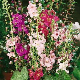 Outsidepride 10000 Seeds Perennial Verbascum Mullein Flower Seed Mix for Planting