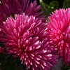 Outsidepride Aster Gremlin Dark Rose Flower Seed - 1000 Seeds