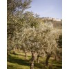 Italian Basil Naturally Flavored Extra Virgin Olive Oil from Terre
