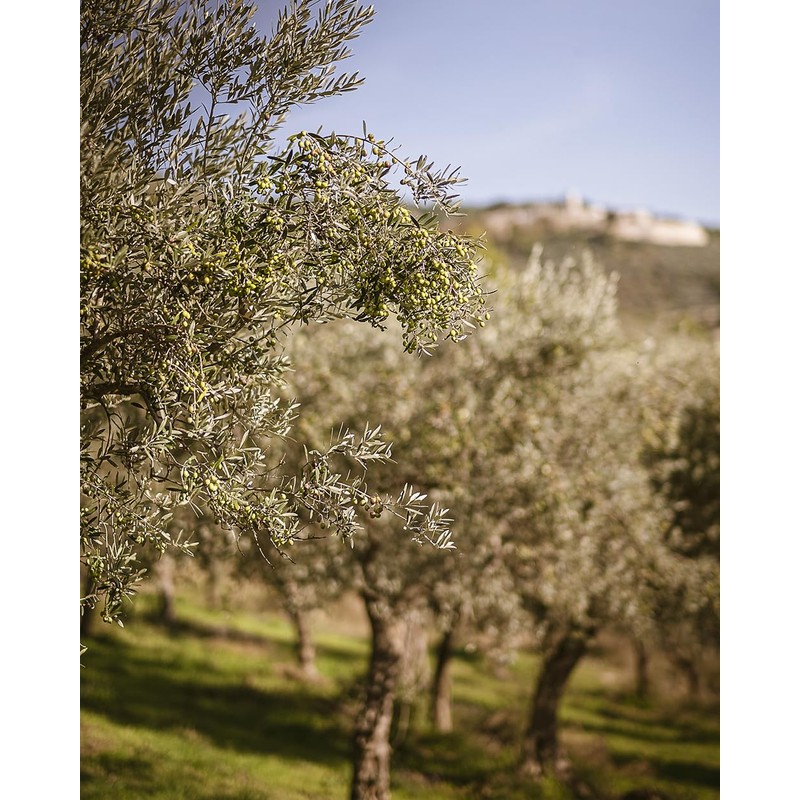 Italian Basil Naturally Flavored Extra Virgin Olive Oil from Terre