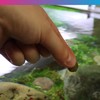 NT Labs Pro-f Algae Wafers, Food For Bottom Feeding Fish