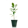 Calamondin Orange Tree - XL. Citrus mitis. 6" - 10"