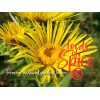 100% Pure Elecampane Root Quality Concentrated Elecampane Herb Free Ship