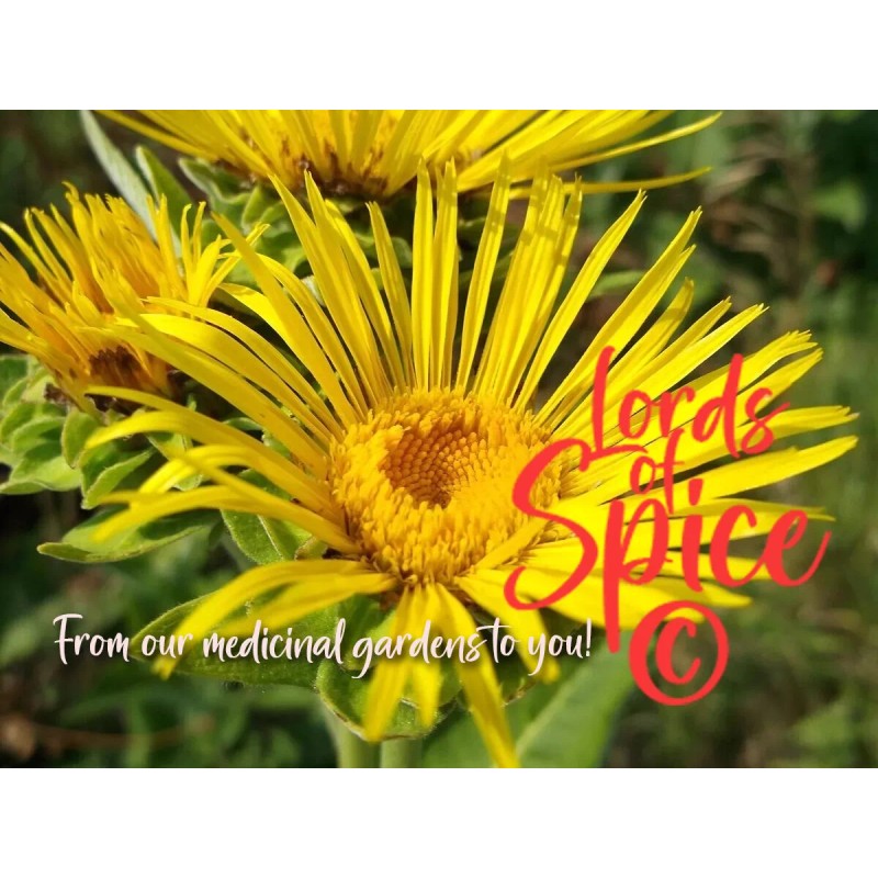 100% Pure Elecampane Root Quality Concentrated Elecampane Herb Free Ship