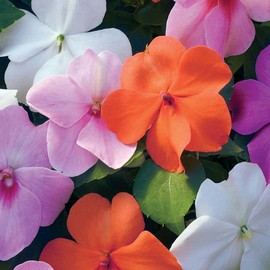 Outsidepride 150 Seeds Impatiens Xtreme Pastel Shade Garden Flower Seed Mix for Planting