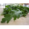 CEMEHA SEEDS - Seeds Arugula 20 Days Duckweed Little Hogweed