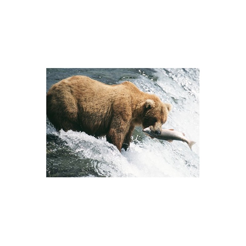 Expeditionen ins Tierreich - Abenteuer Yukon [2 DVDs]