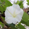 Outsidepride Ipomoea Alba Moonflower Seeds – 1 lb. Annual, Vining