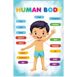 VI_CHAIN Set of 20 Educational Posters for Toddlers 1-3, Laminated Toddler learning posters Waterproof with Alphabet, Numbers, Colors, Shapes, among others, Preschool Whiteboard - marker writable.