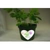 TickleMe Plant Anniversary Grow Kit - to Grow The Plant