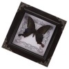 TOYANDONA Real Framed Butterfly Taxidermys Butterfly, Vintage Butterfly Specimen Display